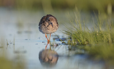 Ruff -  female feeding at the wetland on the mating season in spring