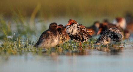 Ruff - birds at a wetland on the mating season in spring