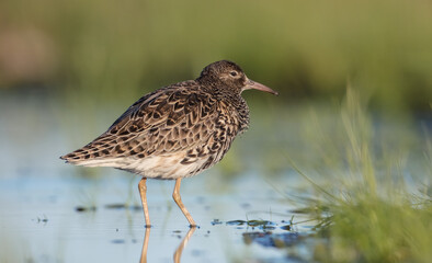 Ruff - male bird at a wetland on the mating season in spring