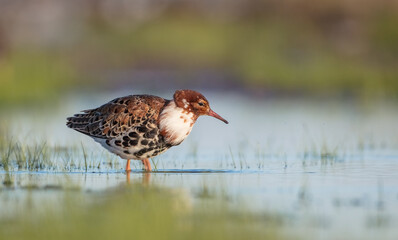Ruff - male bird at a wetland on the mating season in spring