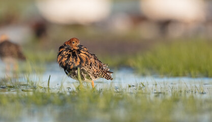 Ruff - male bird at a wetland on the mating season in spring