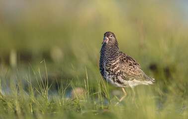 Ruff - male bird at a wetland on the mating season in spring