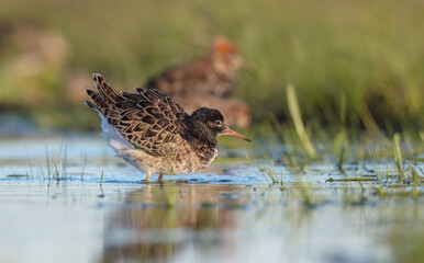 Ruff - male bird at a wetland on the mating season in spring