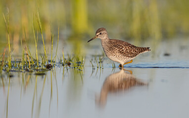 Wood Sandpiper  - in spring on the migration way at wetland