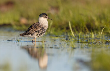 Ruff - male bird at a wetland on the mating season in spring