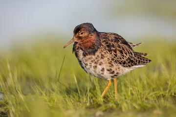 Ruff - male bird at a wetland on the mating season in spring