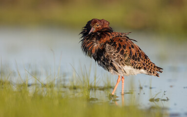 Ruff - male bird at a wetland on the mating season in spring