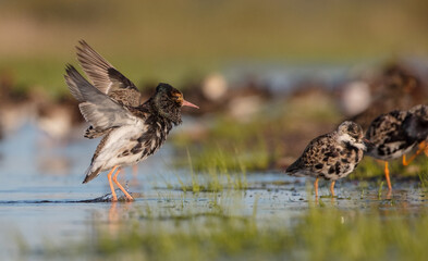 Ruff - male bird at a wetland on the mating season in spring