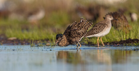  The ruff - pair at wetland on a mating season in spring