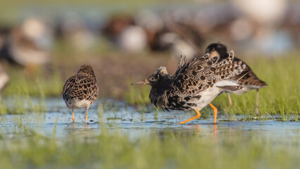  The ruff - pair at wetland on a mating season in spring