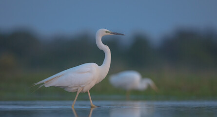 Great White Egret - at a wetland in spring just before the dawn
