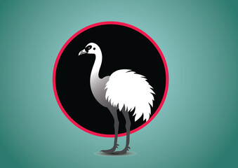 ostrich Bird Illustration