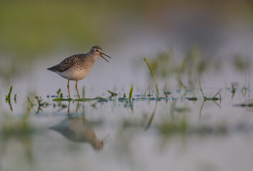 Wood Sandpiper  - in spring on the migration way at wetland