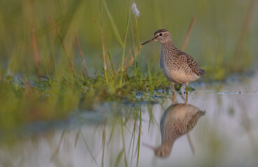 Wood Sandpiper  - in spring on the migration way at wetland