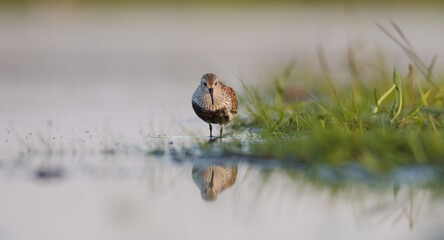 Dunlin - adult bird at a wetland on the spring migration 