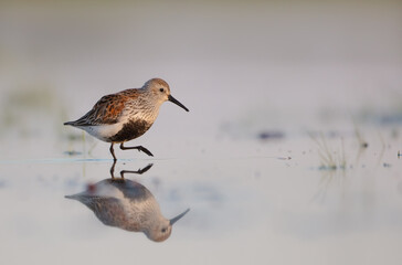 Dunlin - adult bird at a wetland on the spring migration 