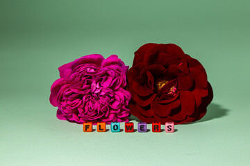 pink and red flower, in front of word flowers, creative spring design, beautiful view