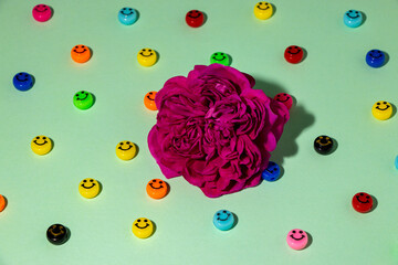 rose flower head on the green background with many smiles
