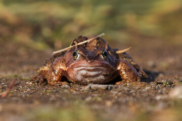 Eine Nahaufnahme von einem Frosch auf einem Schotterweg