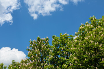 Branches of a flowering chestnut tree and blue sky with white clouds