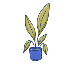 House plant for the interior. Transparent PNG.
