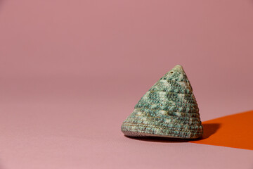 shell on pink-orange background, creative summer concept with copy space
