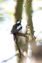  Buntspecht (Dendrocopos major) sitzend auf einem Ast
