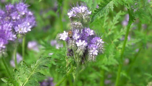 Une abeille butine sur une fleur phac&eacute;lie, 480fps ralenti X8/59,94fps
