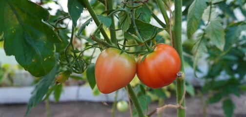 the fruits of red tomatoes ripen on the branches in the greenhouse in summer. The concept of growing food on your own garden plot