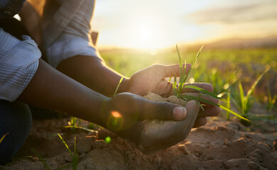 Farmer, sustainability and hands with soil and plant in countryside and farm with agriculture. Gardening, sustainable plants and dirt on lands with farming worker by grass field with eco friendly job © Kirsten D/peopleimages.com