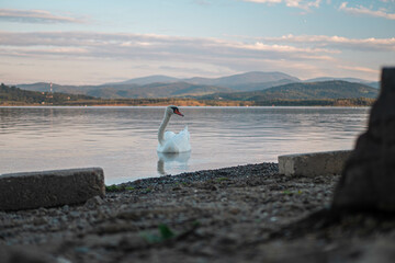Jezioro Żywieckie - Łabędz © Seweryn