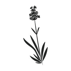 Fototapeta na wymiar Lavender vector icon.Black vector icon isolated on white background lavender.
