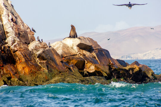 Sea lion, birds and pelican on rocks, Islas Ballestas, Paracas, Pisco Bay, Peru