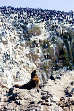 Sea lion, birds and pelicans on rocks, Islas Ballestas, Paracas, Pisco Bay, Peru