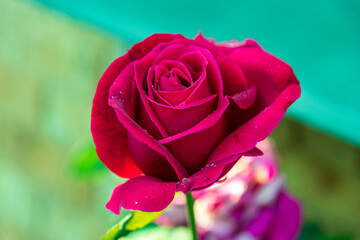 Red rose beginning to bloom in the garden