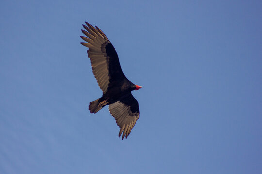 Turkey vulture flying overhead, blue sky, Lima, Peru