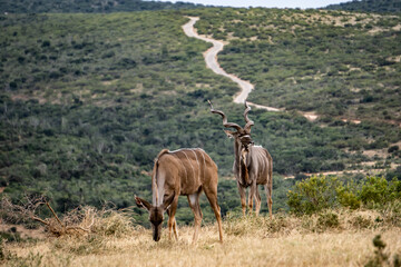 Kudu Männchen und Weibchen im Addo Elephant Park in Südafrika