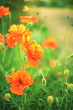 Fluffy orange poppy flowers in spring garden