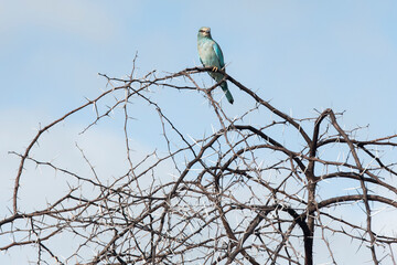 Blue European roller (Coracias garrulus) resting on a tree with needles against the blue sky