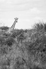 Grayscale of a beautiful giraffe (Giraffa) in Safari with the sky in the background