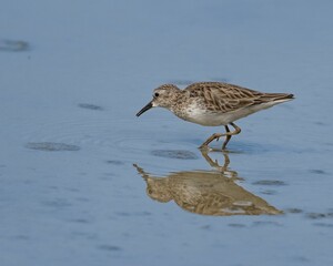 Obraz premium Close-up profile view of a Least sandpiper reflecting on the blue water