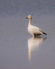 Close-up vertical profile view of a Snow goose in the water