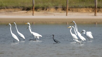 View of black and white Eastern great egrets walking in the water