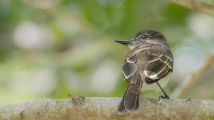 Close-up view of a Puerto Rican flycatcher perching from behind