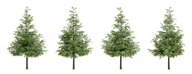 Conifer trees on transparent background, pine tress, garden plant, 3d render illustration.