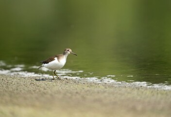 Sandpiper standing in water