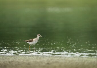 Sandpiper standing in water