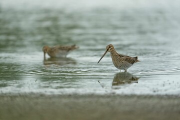Sandpipers standing in water
