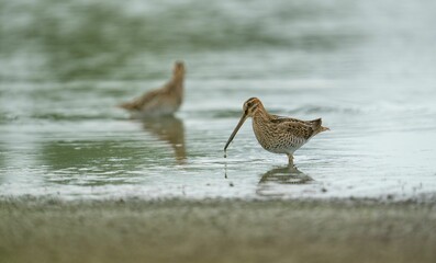 Sandpipers standing in water