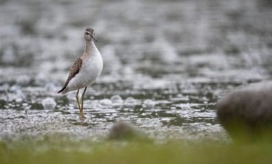 Sandpiper standing near water